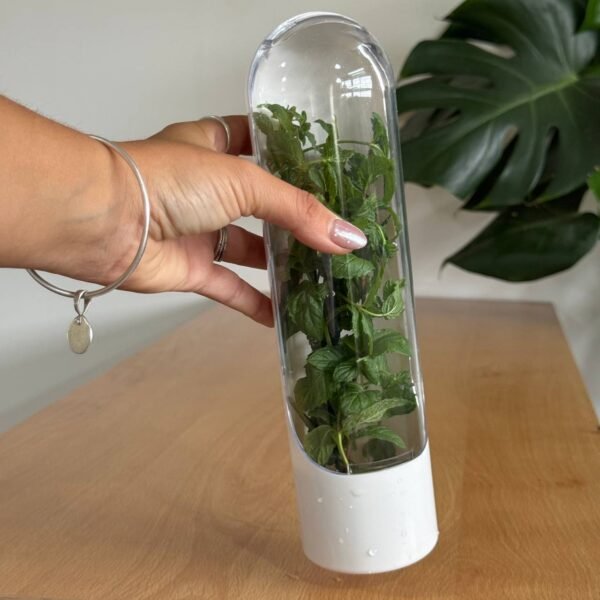 Contenedor de almacenamiento para hierbas