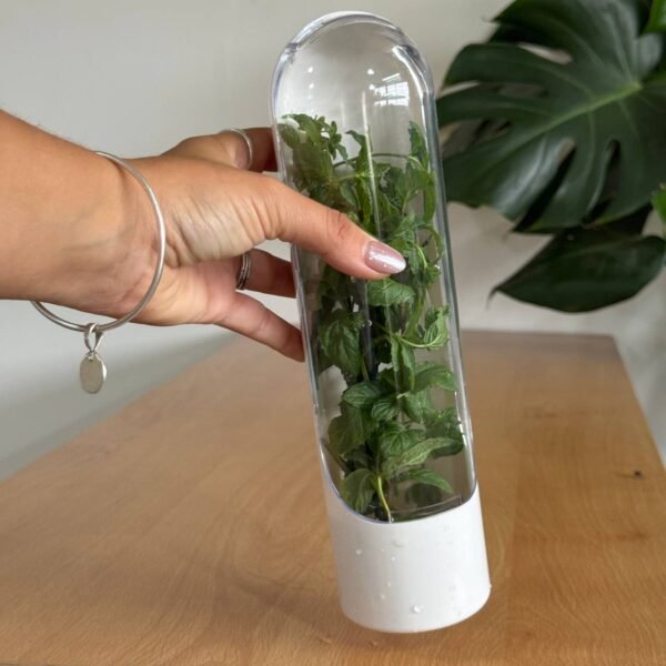 Contenedor de almacenamiento para hierbas